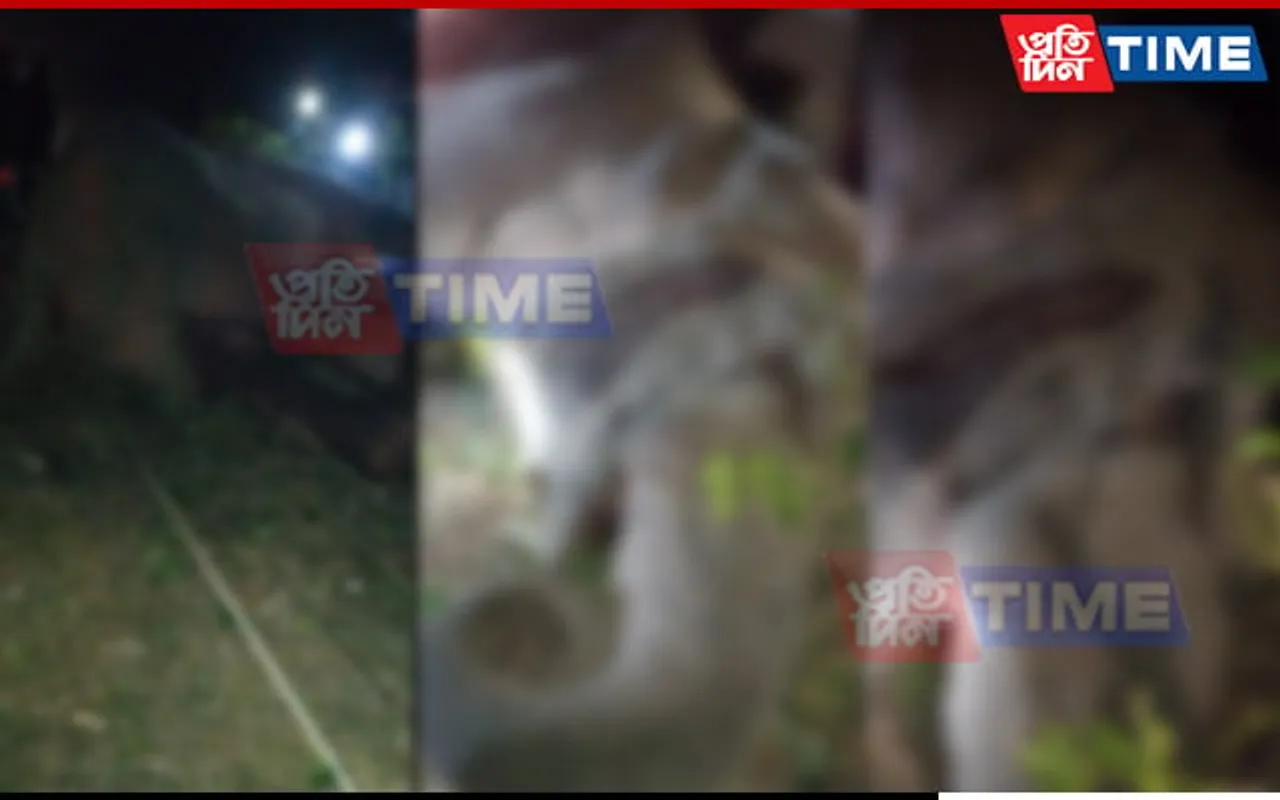 Elephant Electrocuted in Assam Amid Uruka Festivities