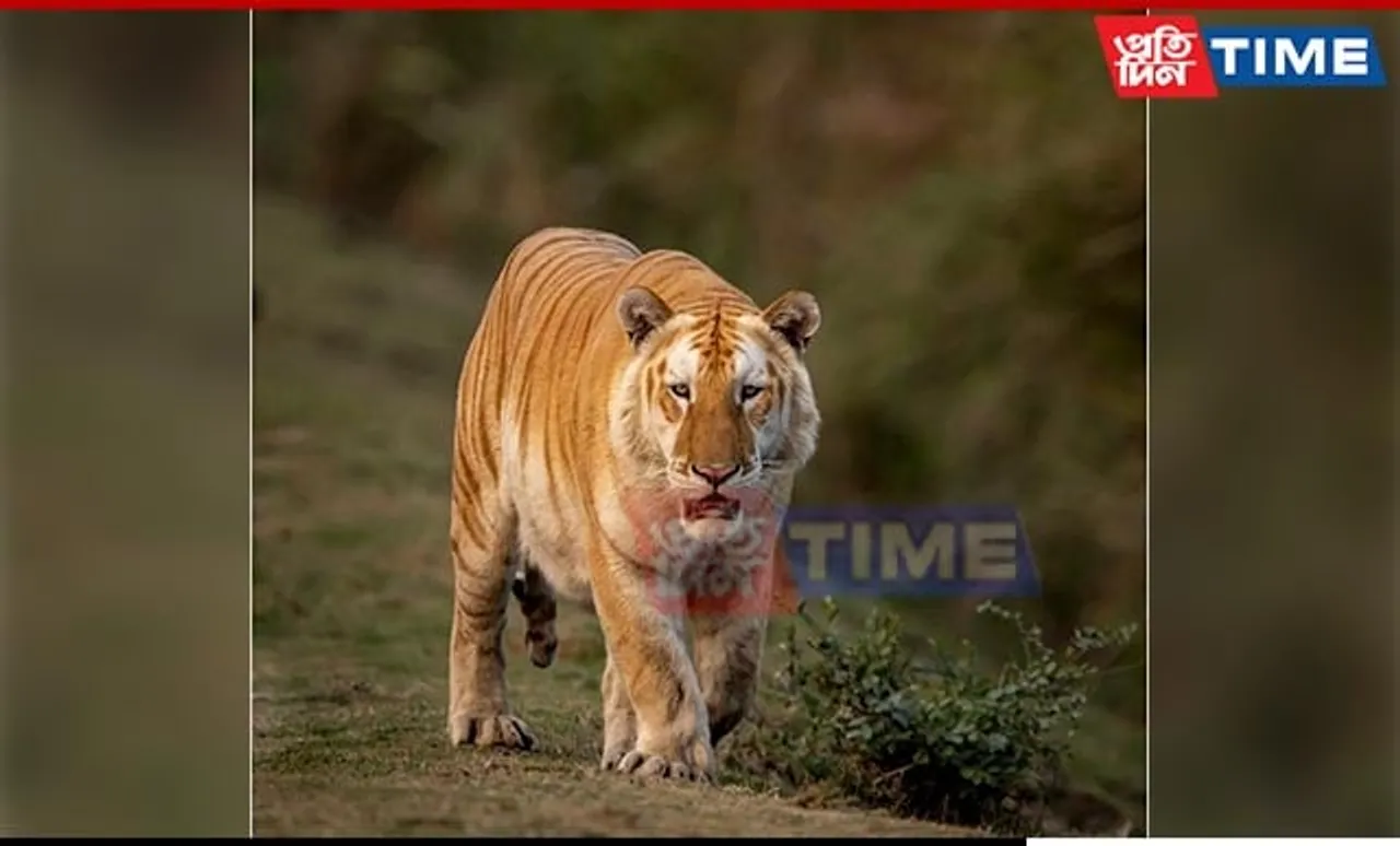 Rare Golden Morph Bengal Tiger Spotted in Kaziranga National Park After 3 Years