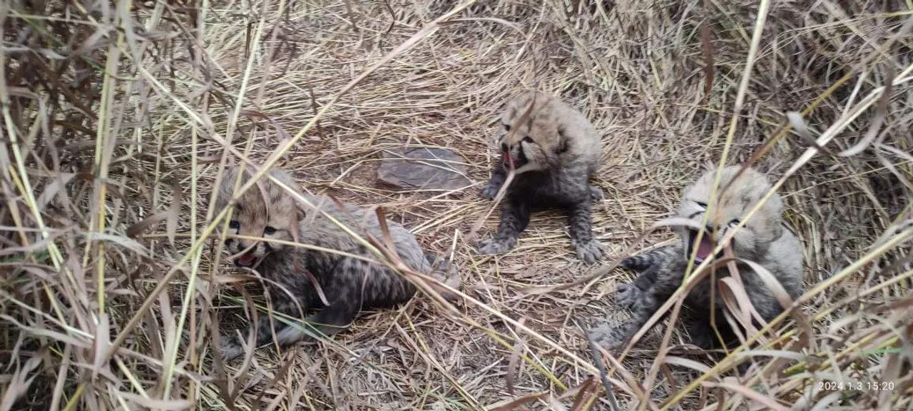 Namibian Cheetah 'Aasha' Gives Birth to Three Cubs at Kuno National Park