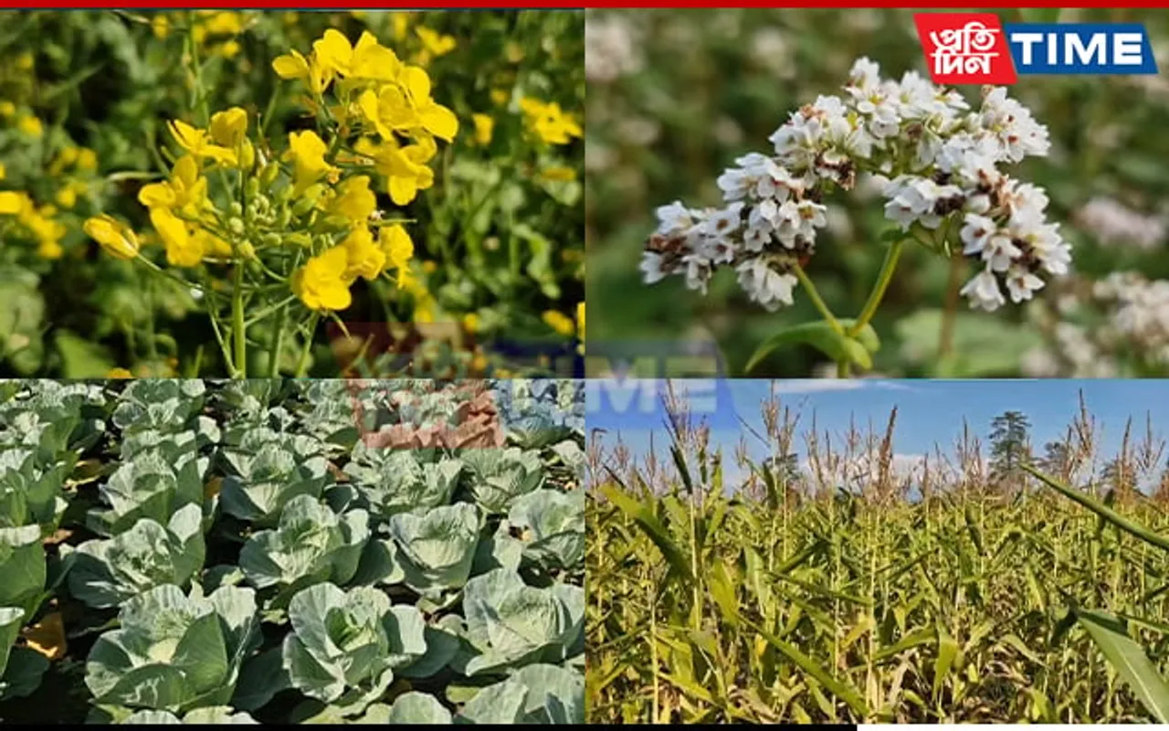 Jonai’s Green Wave: Revolutionizing Sustainable Farming On Bank Of Siang
