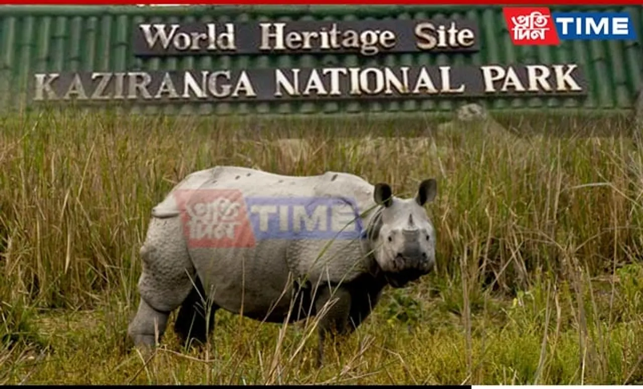 2024's First Poaching Reported At Kaziranga, Rhino Carcass Found