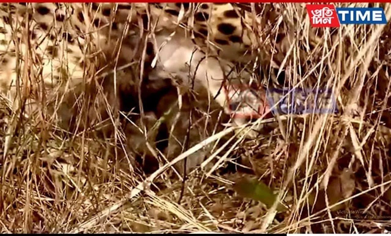 Namibian Cheetah Gives Birth to Three Cubs at Kuno National Park