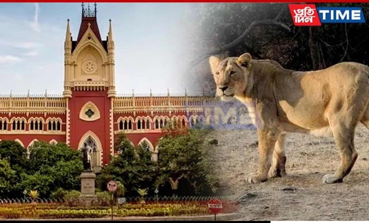Lioness 'Sita' & Lion 'Akbar' at Bengal Safari! VHP Moves Calcutta High Court