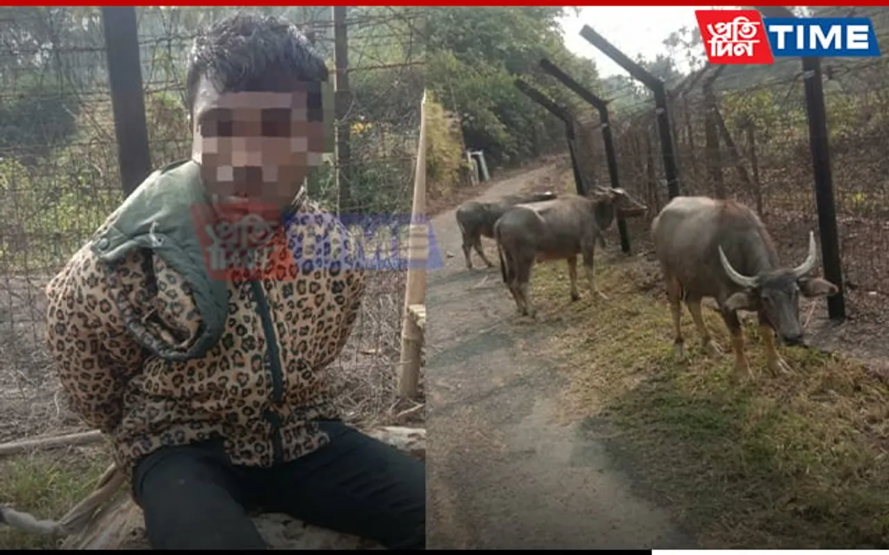 Meghalaya: BSF Detain Bangladeshi Man With 3 Buffaloes At Border