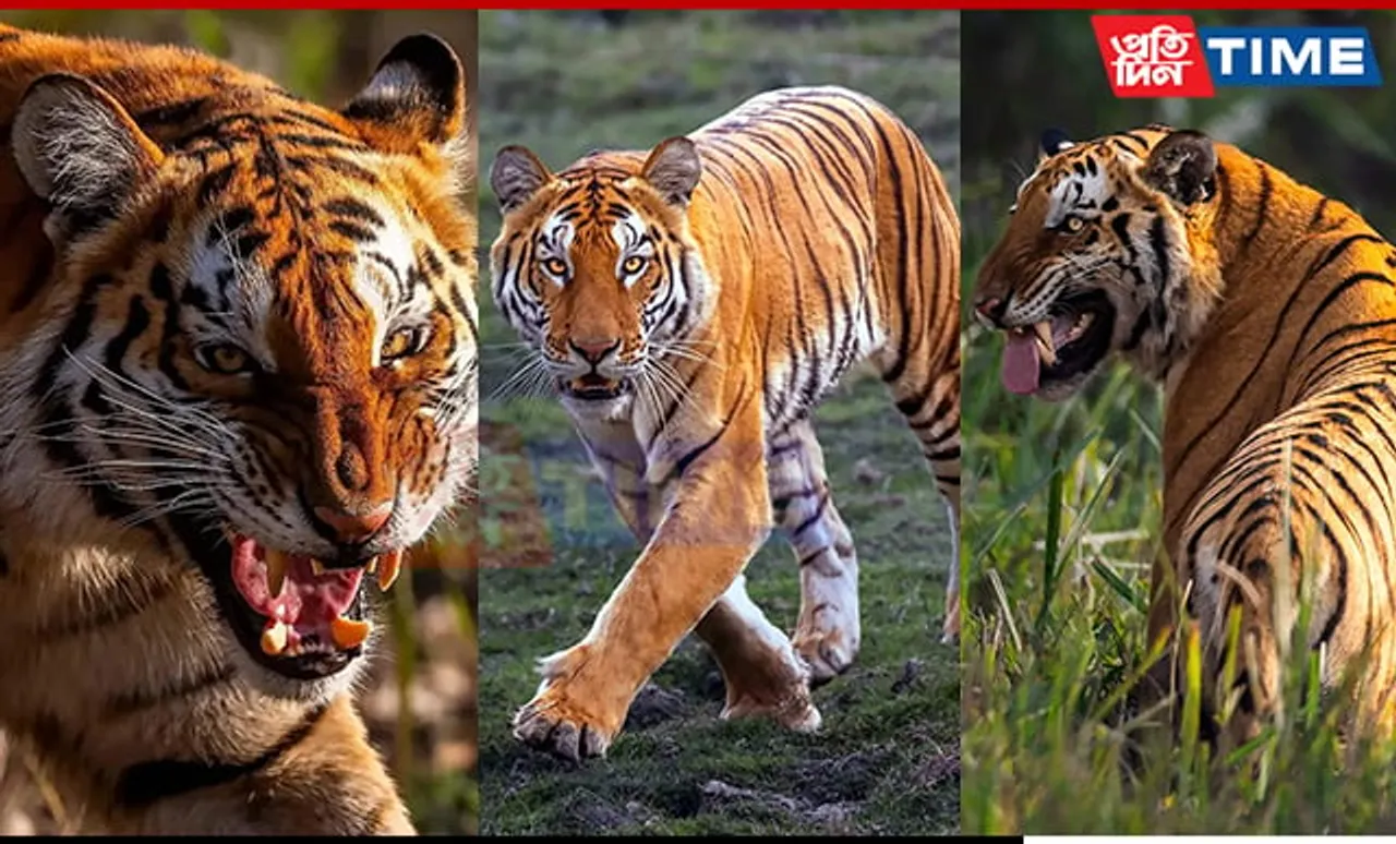 Photographer's Remarkable Encounter: 23 Tiger Sightings in 60 Safaris at Kaziranga