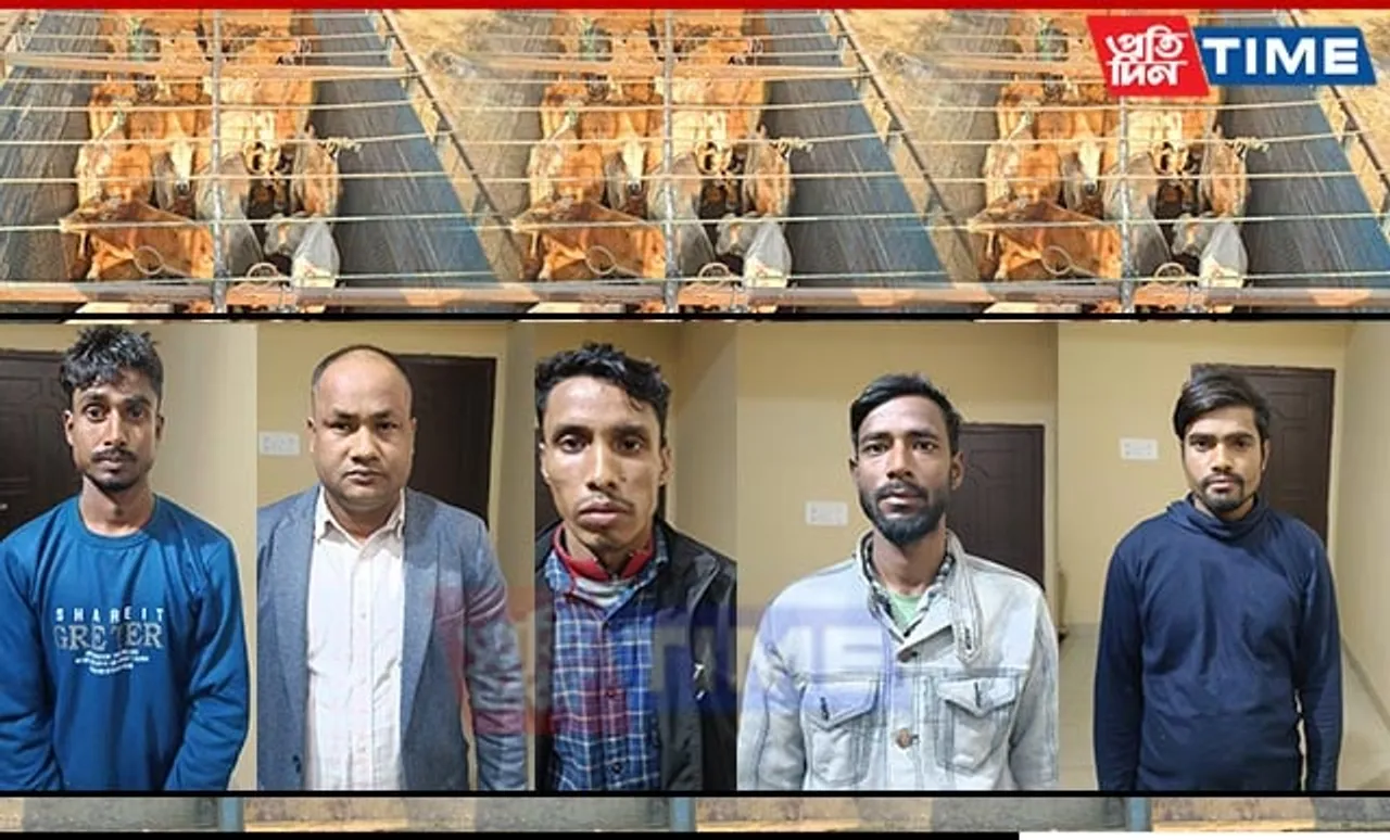 Assam Police Seize 35 Smuggled Cattle in Jorabat Raid; Five Arrested