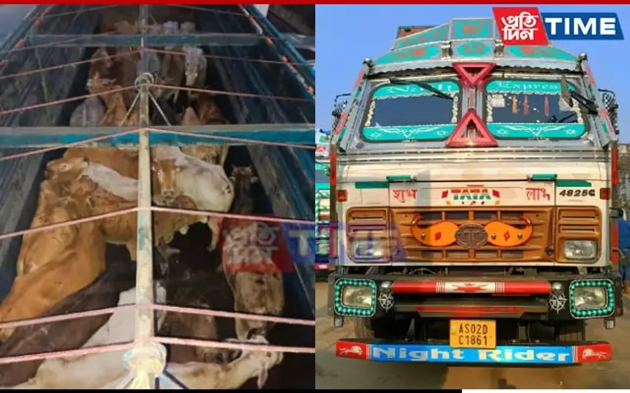 Cops Intercept 2 Trucks, Rescue 60 Cattle Heads At Jorabat