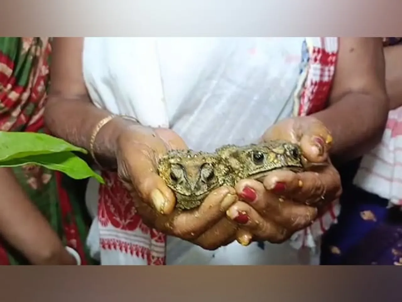 Assam Village Turns To Frog Wedding Ritual In Desperate Bid for Rain