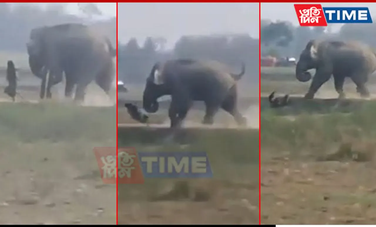 Caught on Camera: Wild Elephant Attack Leaves Woman Injured in Assam’s Hojai