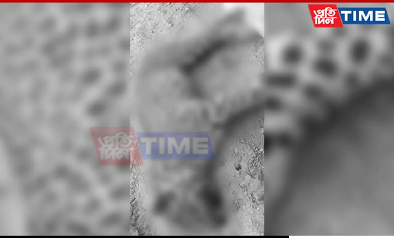 Leopard Attack Leaves Three Injured in Assam's Charaideo
