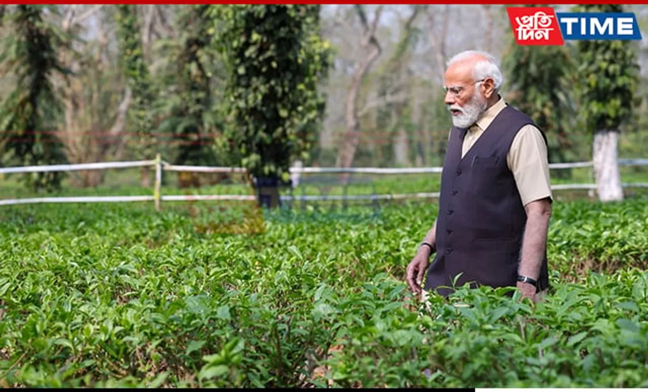 Financial Boost for Tea Sector: 82% Increase in Assistance to Small Growers