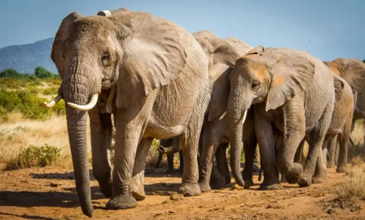 Botswana Threatens To Send 20,000 Elephants To Germany Amid Standoff
