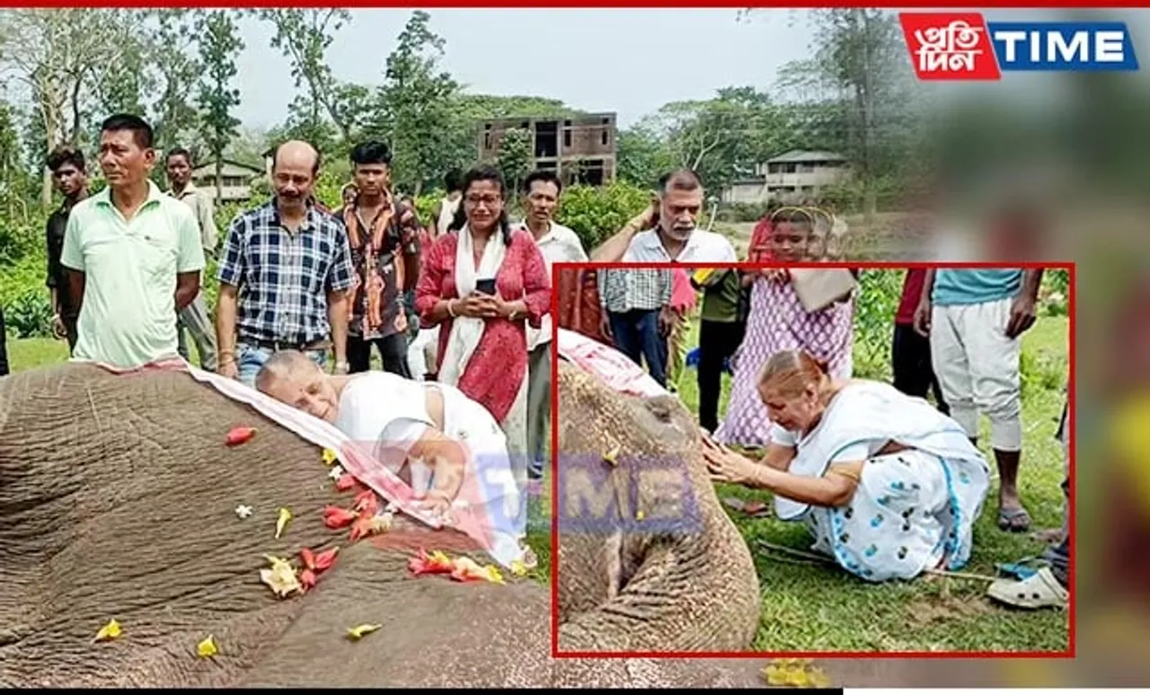 Assam: Safari Elephant Dies at Kaziranga; Locals Mourn Loss