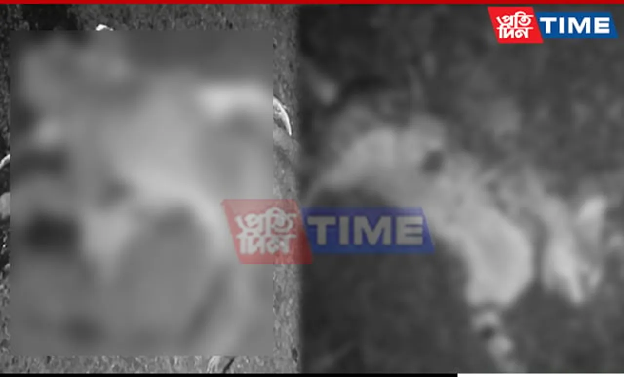 Jungle Cat's Body Vanishes After Collision with Passenger Vehicle in Kaziranga