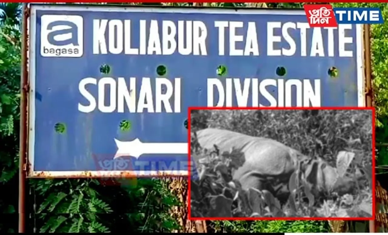 Rhino Carcass Recovered in Assam's Kaliabor, Natural Death Suspected