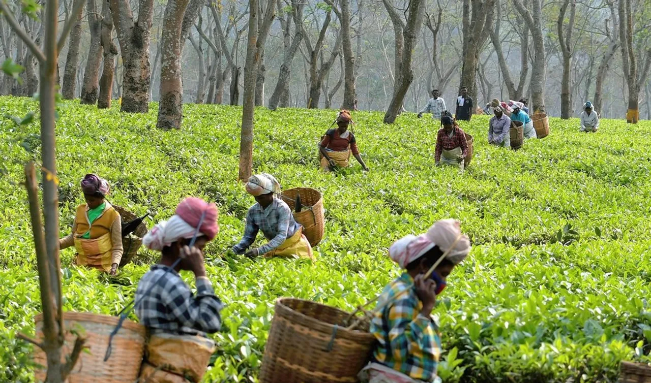 Tea Crisis Deepens: Assam Tea Factories Close Doors to Small Tea Growers