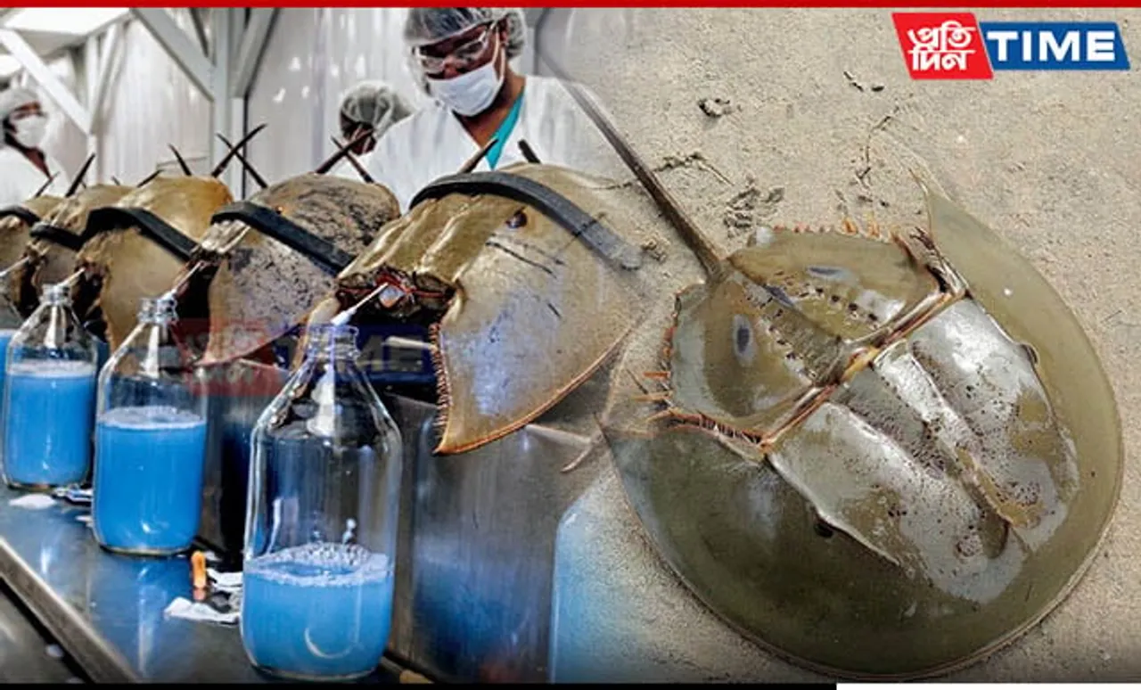 Crucial Role of Endangered Horseshoe Crabs in Modern Medicine | Know Here