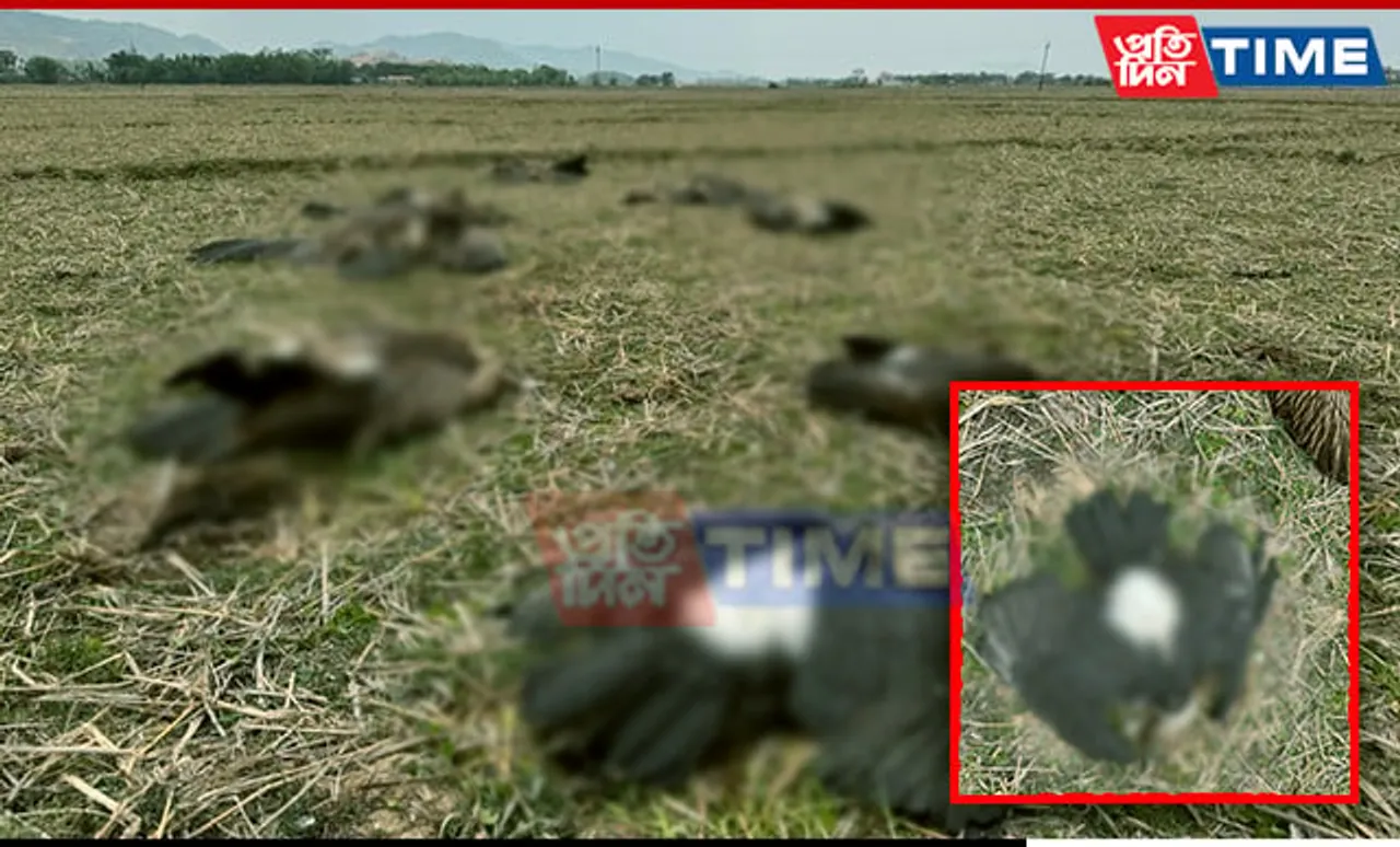 Mysterious Deaths of Vultures and Kite Near Guwahati Spark Concern