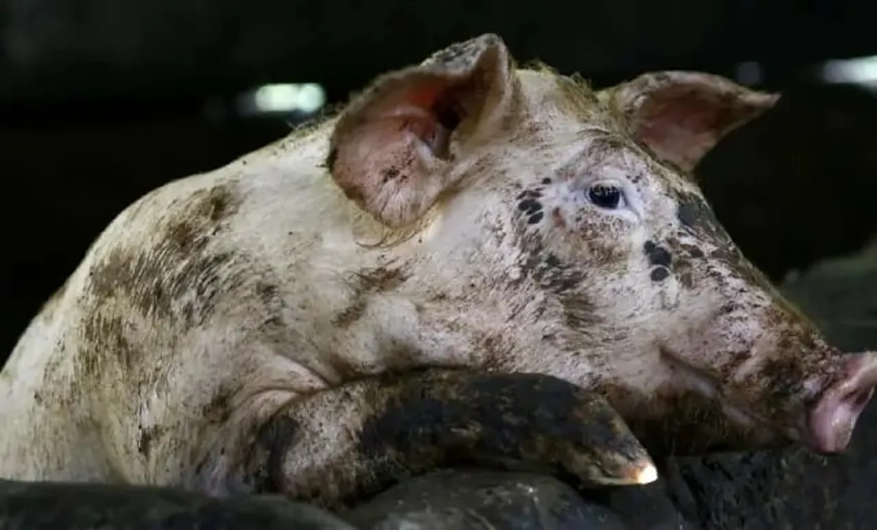 Assam: African Swine Fever Outbreak Reported In Jorhat's Naginijan TE