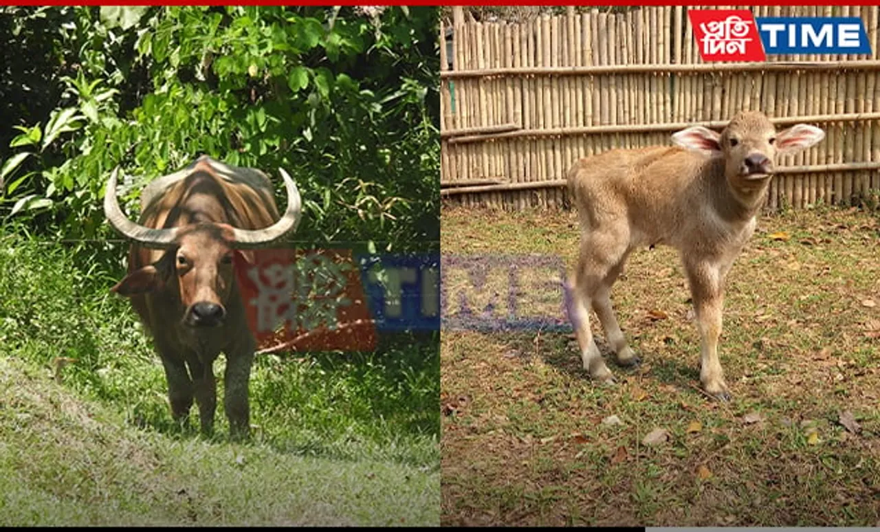 Wild Buffalo Calf Rescued in 2020 Successfully Rehabilitated and Released in Kaziranga