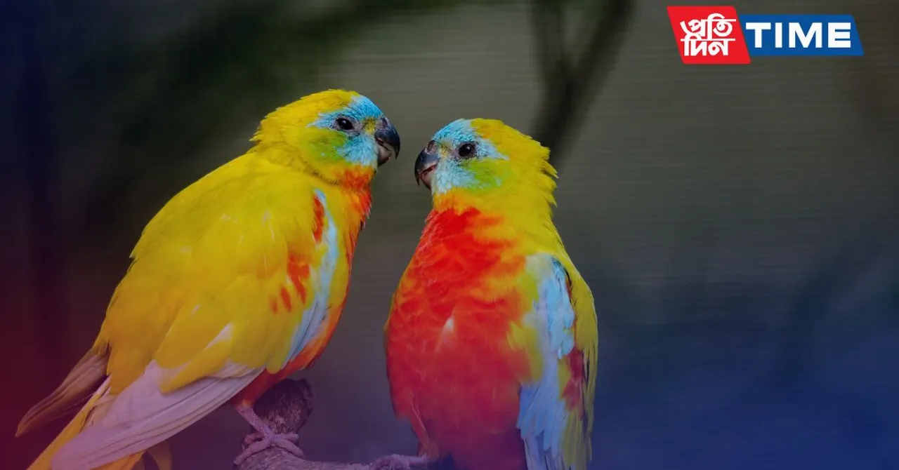 Love Birds Captions For Instagram & Quotes

