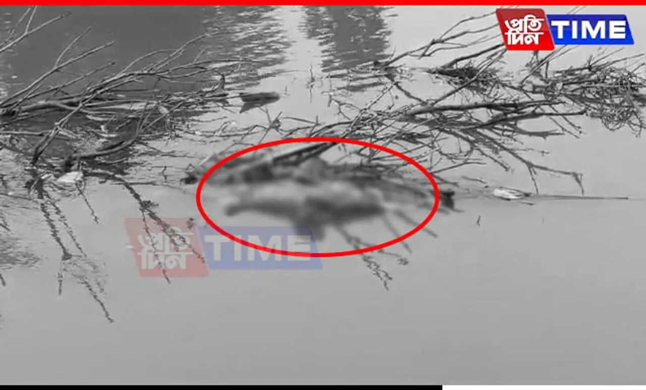 Assam: River Dolphin Carcass Found Floating In Kamrup