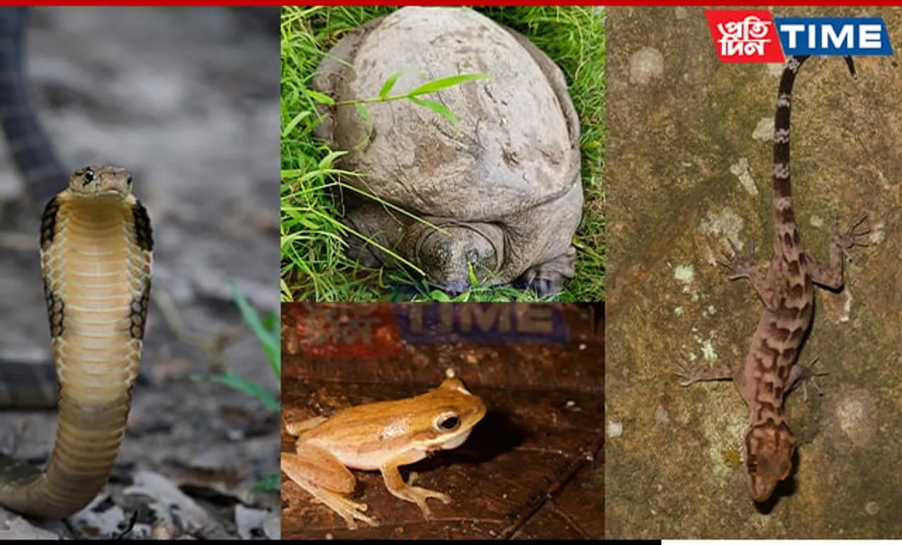 Kaziranga National Park Sees New Herpetofauna Discoveries in Rapid Survey