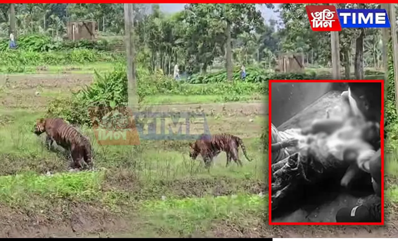 Tiger Attack Leaves Two Critically Injured in Assam's Nagaon