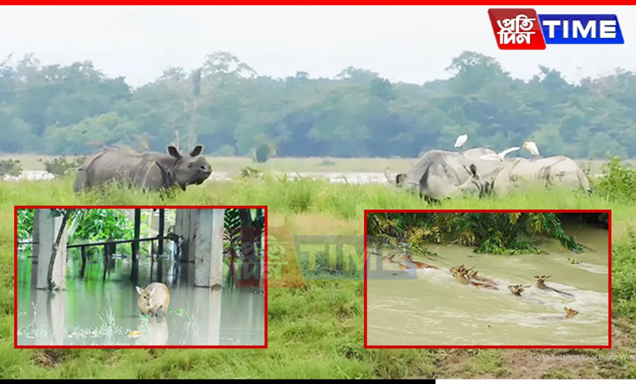 Floods Ravage Kaziranga National Park, Leave Camps Submerged and Animals Dead