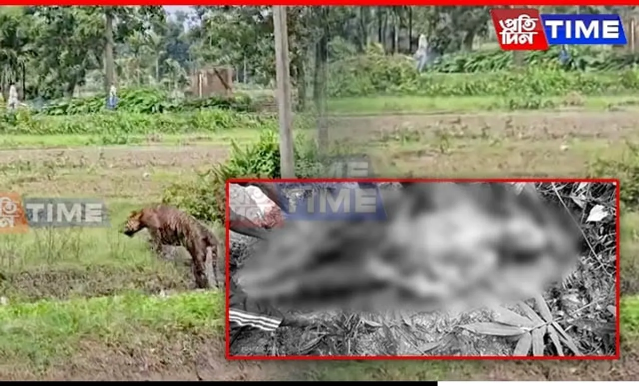 Deadly Tiger Attacks Spark Alarm in Assam; Forest Dept Remains Elusive