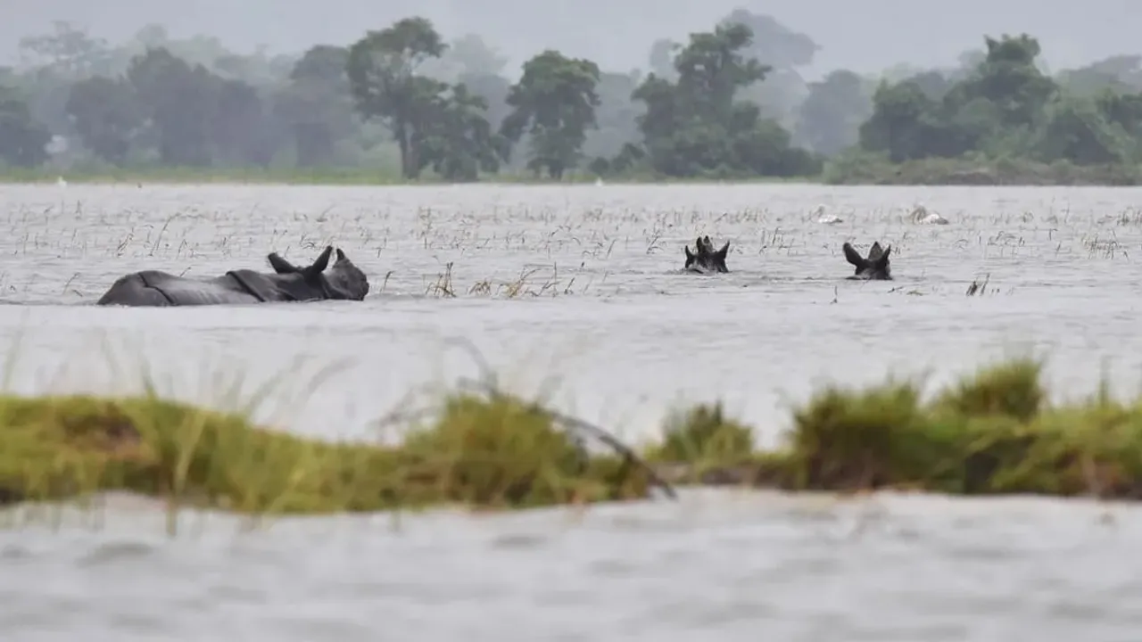 Assam Floods Claimed Lives of 511 Wild Animals Over Five Years: Union Minister