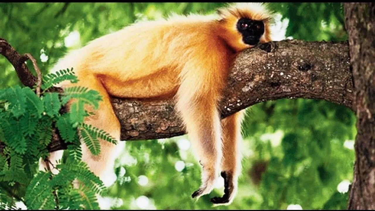 Golden Langur Habitat Shrinking Due to Deforestation in Assam, Experts Warn