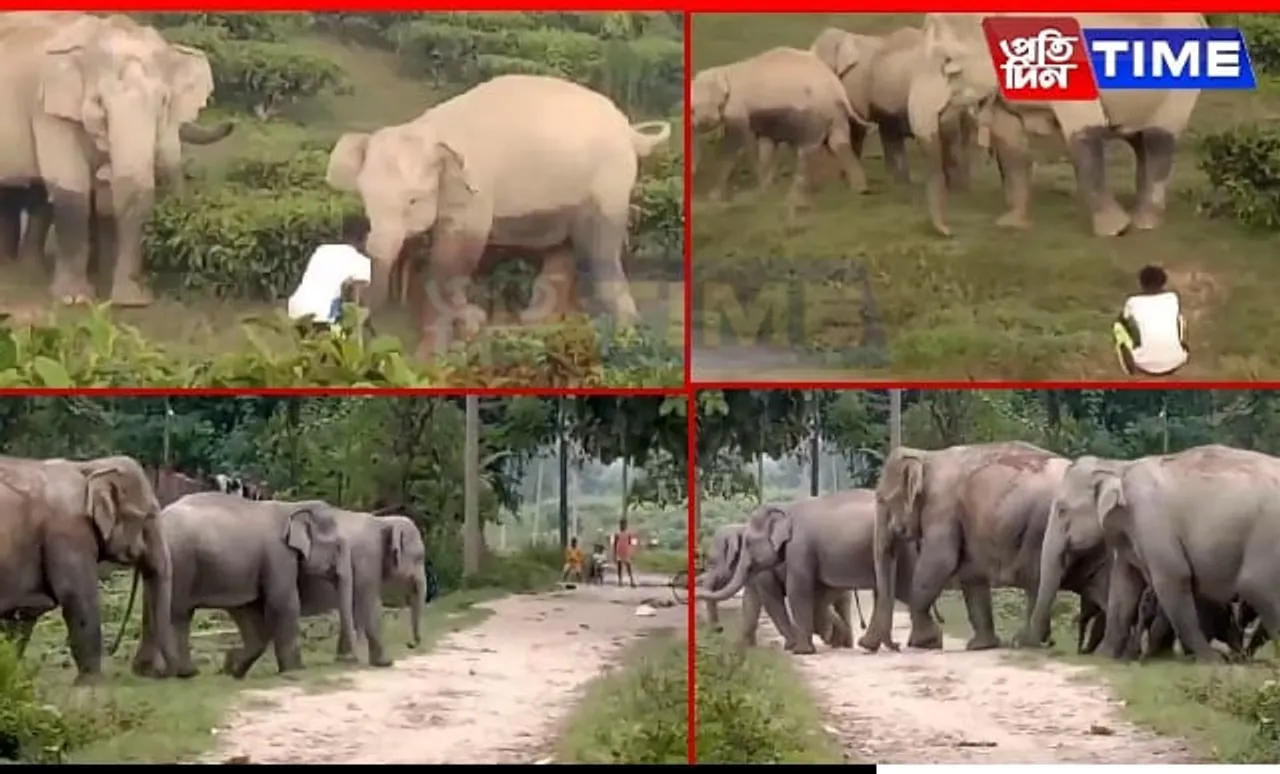 Disturbing Video Shows Wild Elephants Bullied in Assam’s Numaligarh