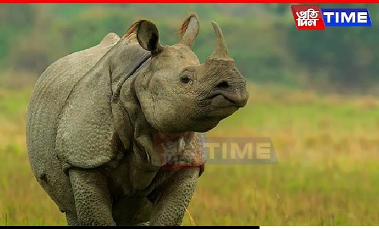 Kaziranga National Park Takes Center Stage on World Rhino Day