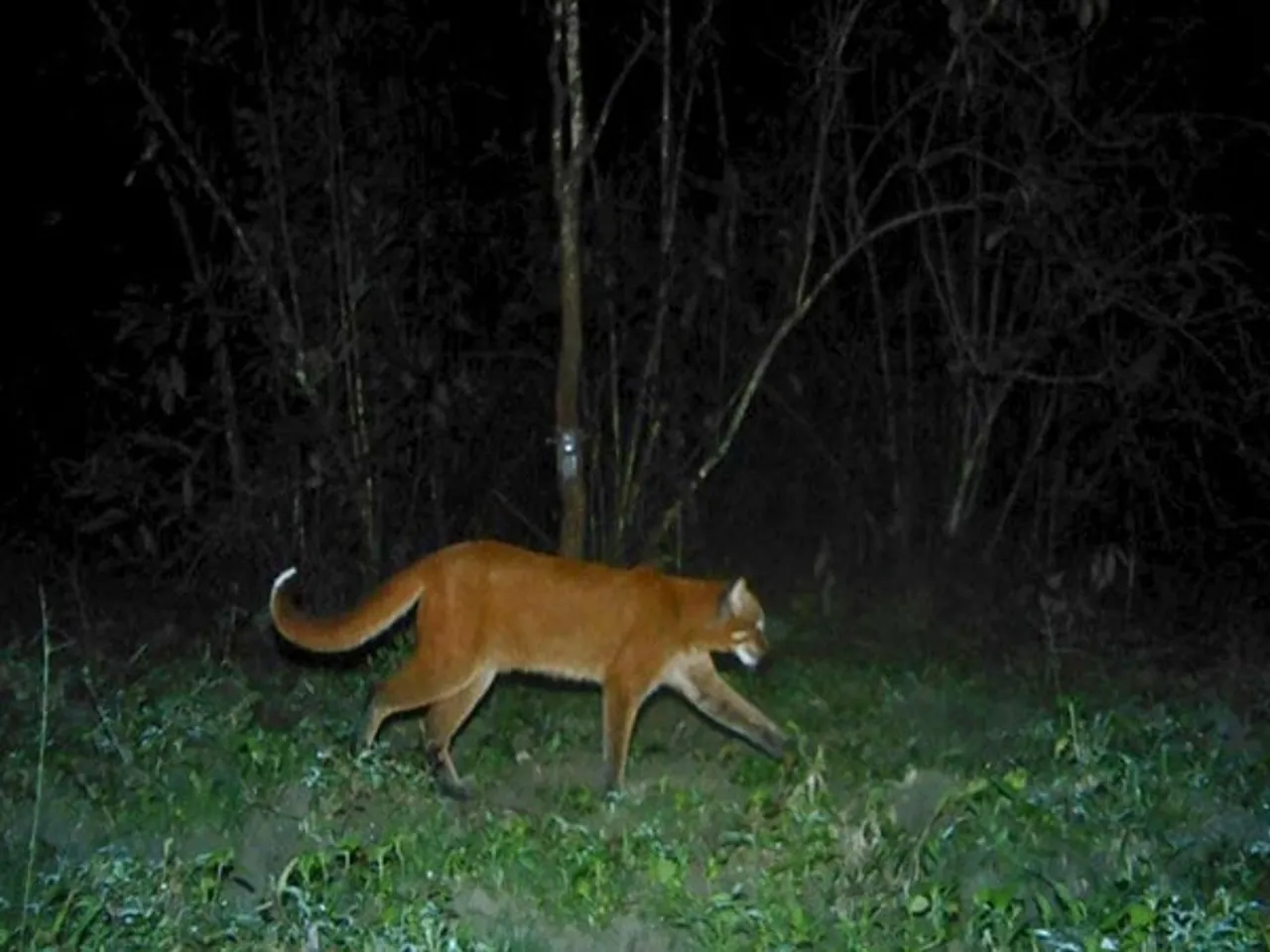 Presence of Asiatic Golden Cat Confirmed in Assam's Manas National Park