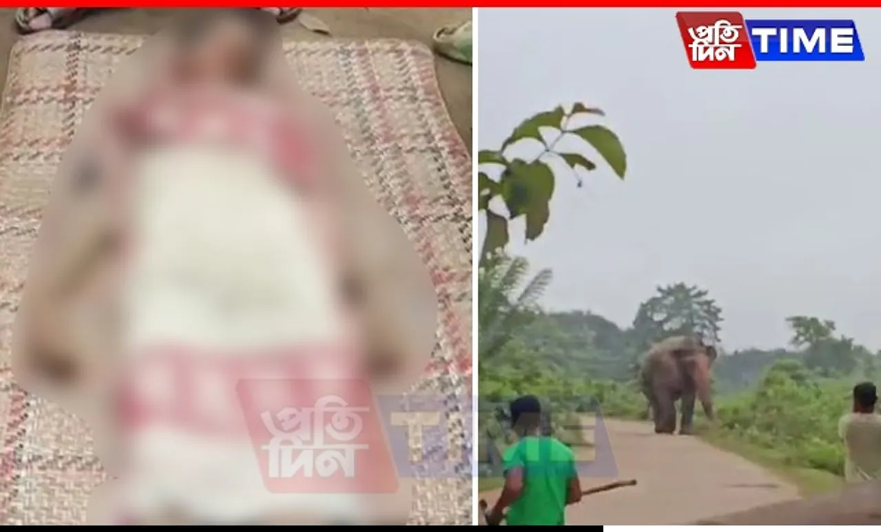Assam: Minor Killed By Wild Elephant In Kampur
