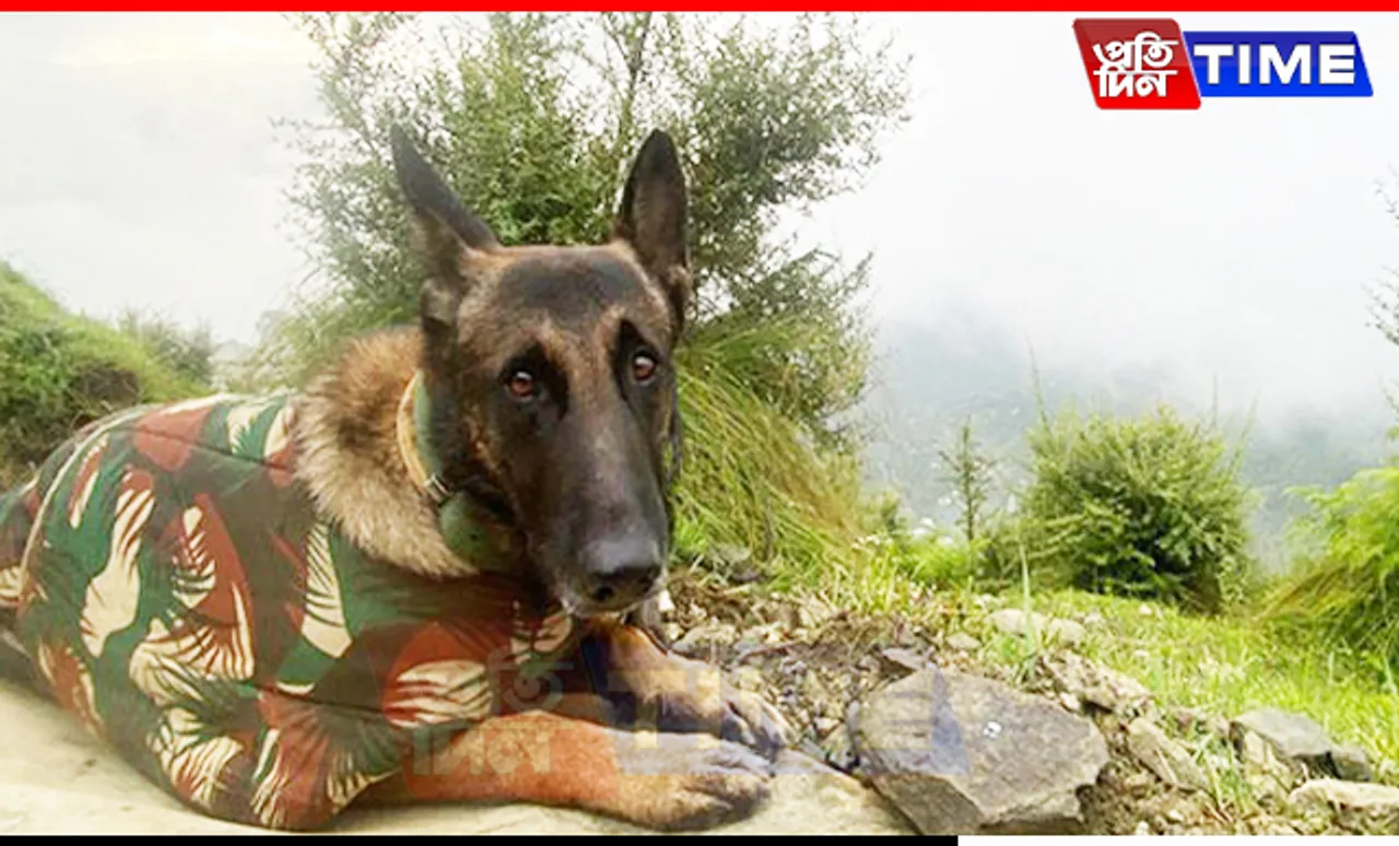 Indian Army Dog, Phantom, Dies While Protecting Troops In J&K Counter-Terror Op