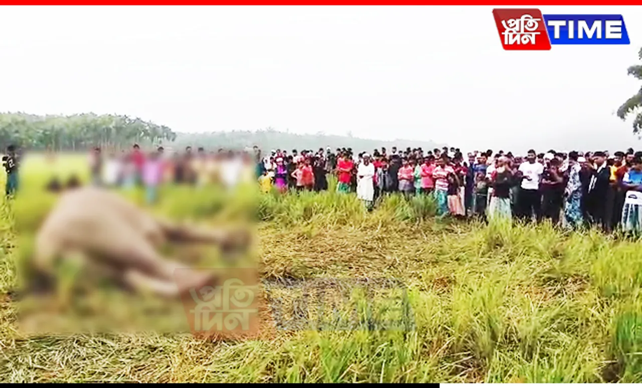 Tusker Found Dead in Assam's Nagaon, Possible Link to Pesticides