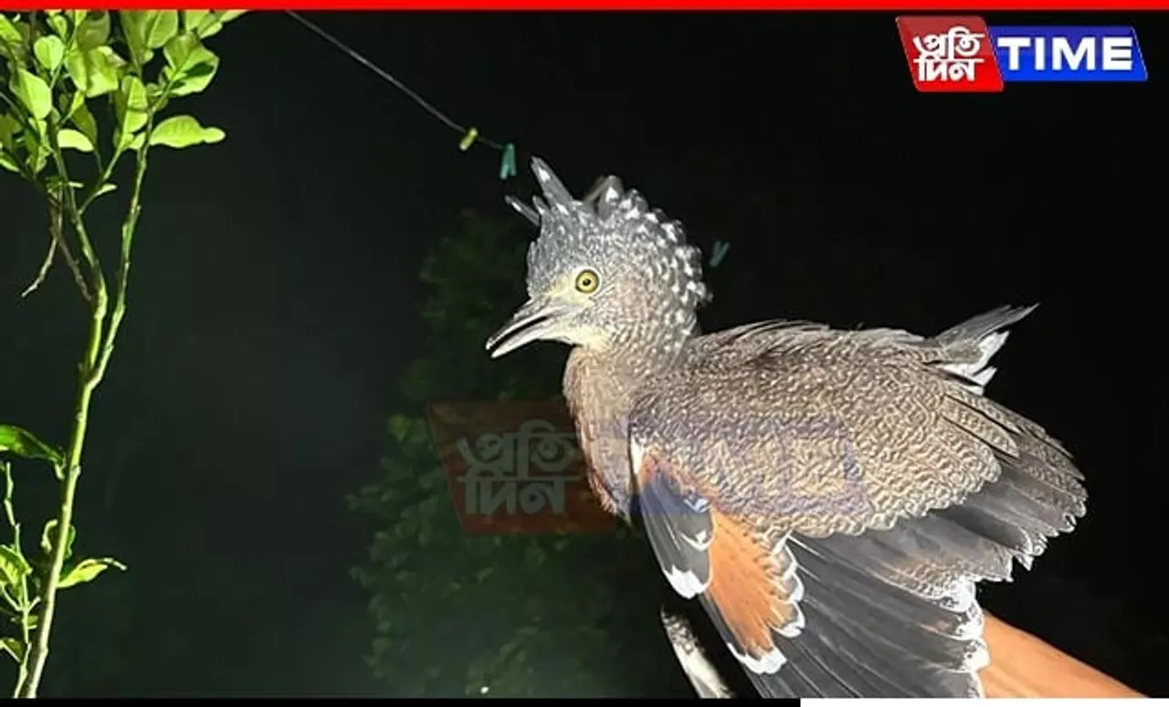 Assam: Jatinga Celebrates the Return of Rare 'Tiger Bittern' After Nine Years