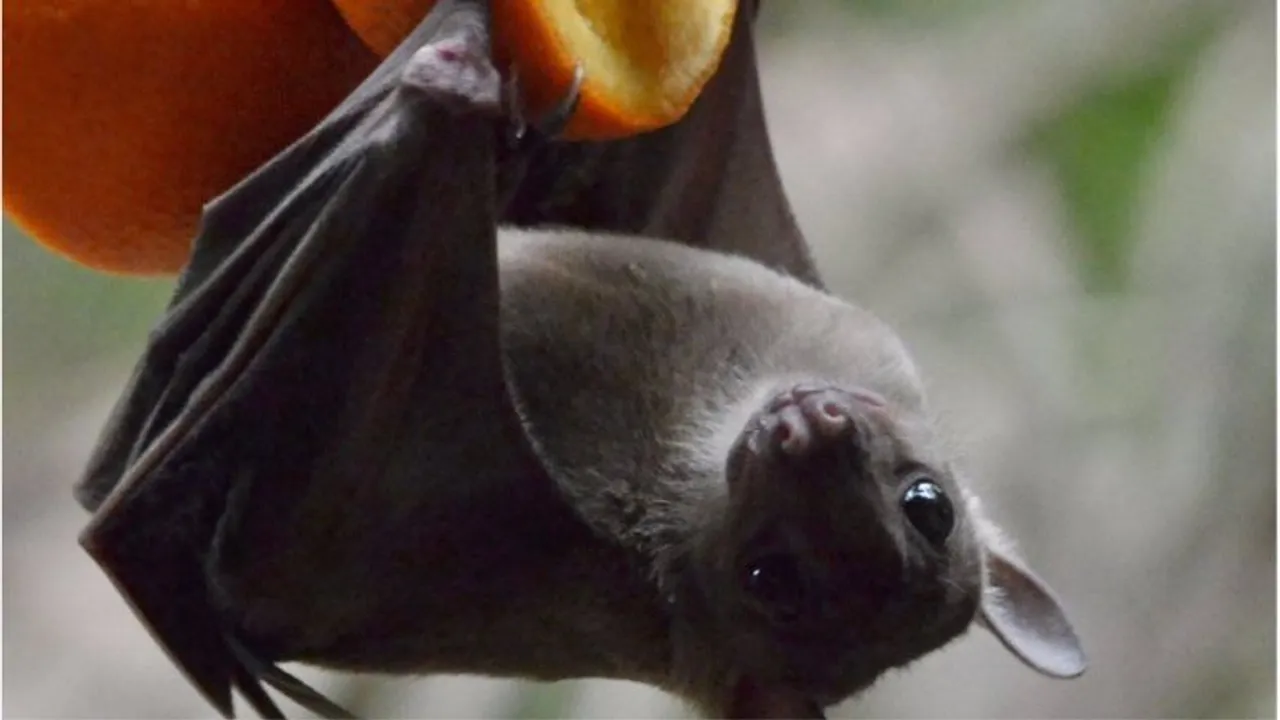Sikkim Government issues advisory on Nipah virus