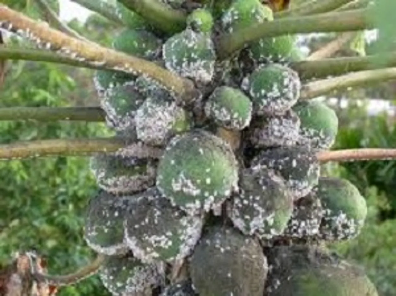 Destructive ‘mealy bugs’ attack Assam
