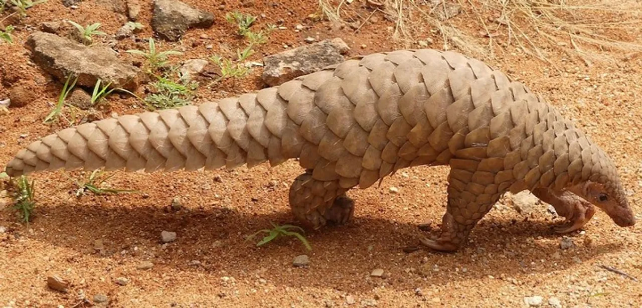 Pangolin rescued at Maligaon, three arrested