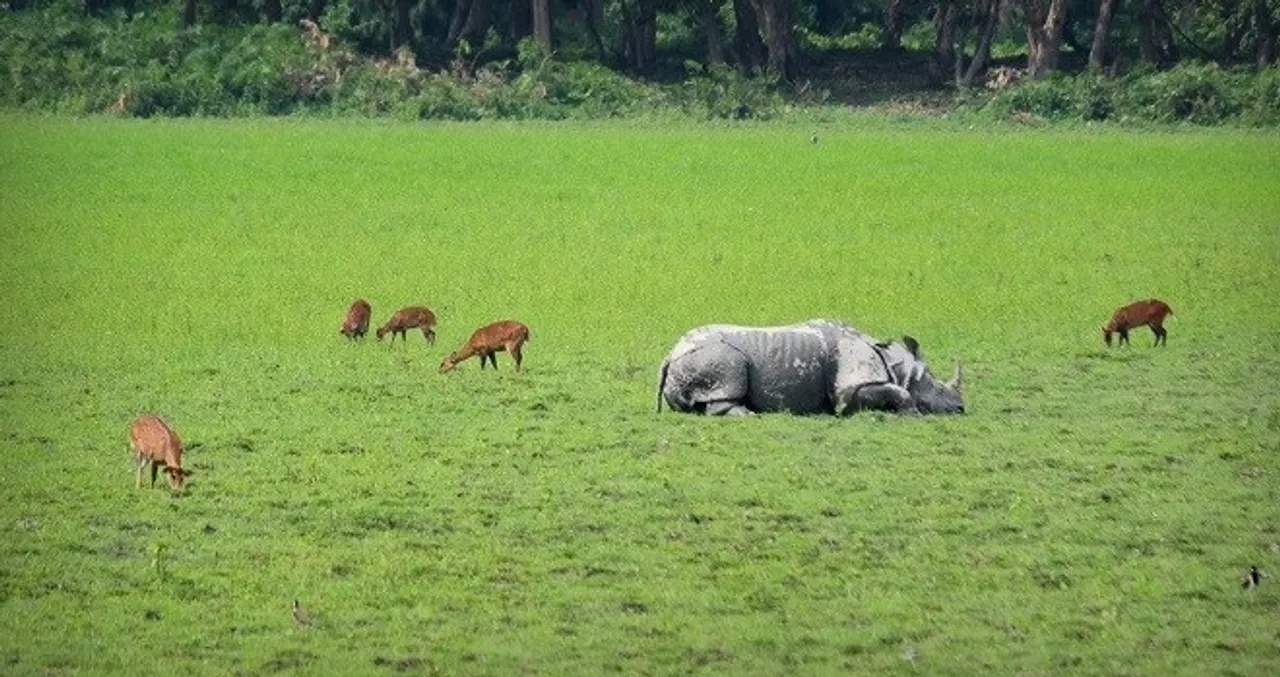 APDCL to install covered conductors in Kaziranga