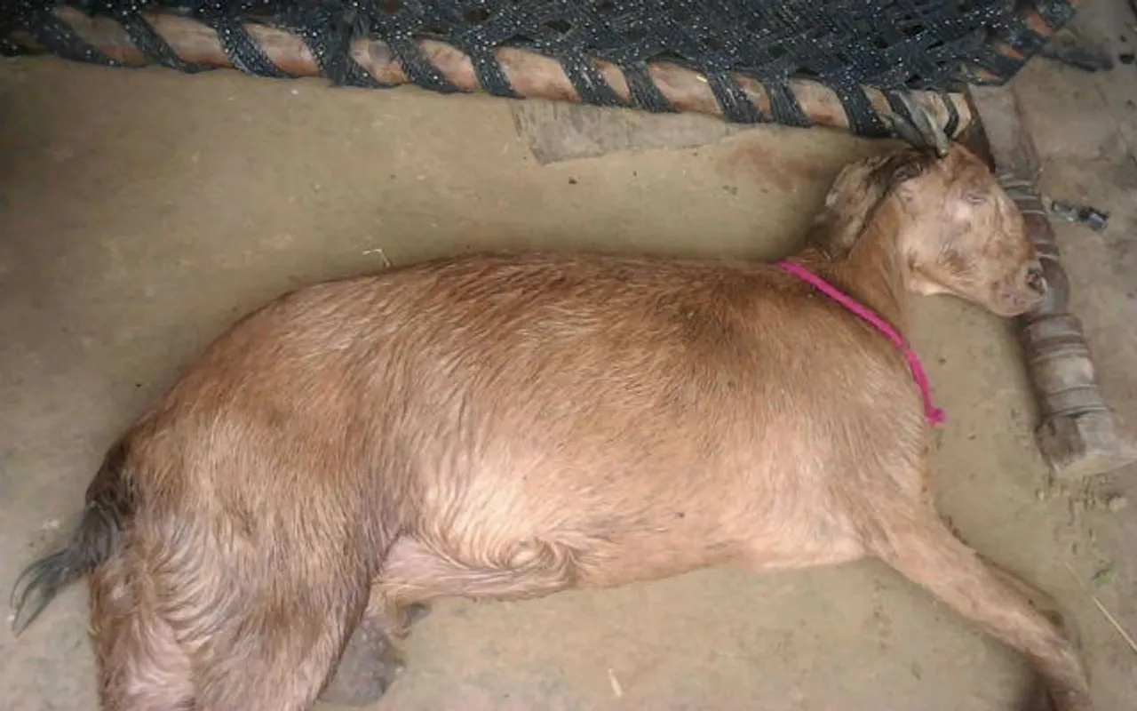 Pregnant goat dies after being allegedly gang raped by 8 men in Haryana