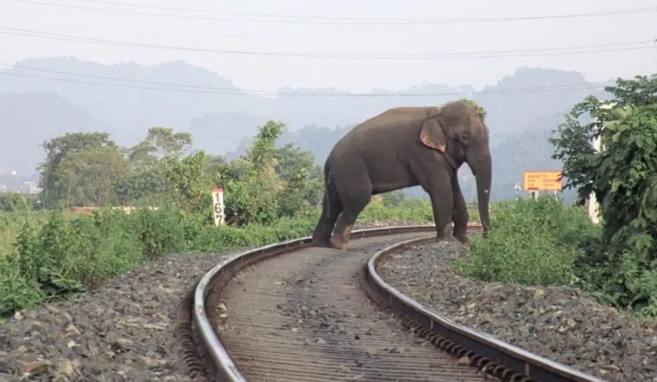 Elephant hit by train, injured