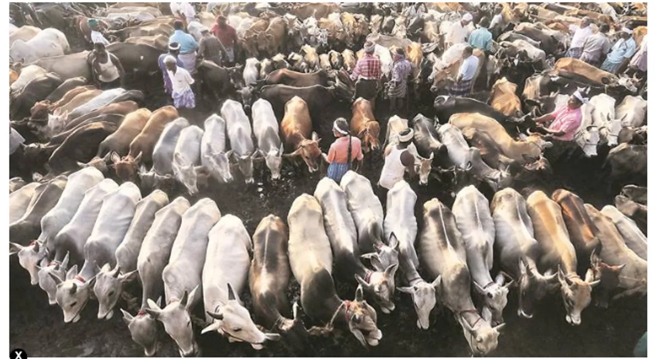 Huge cattle smuggling across Bangladesh border