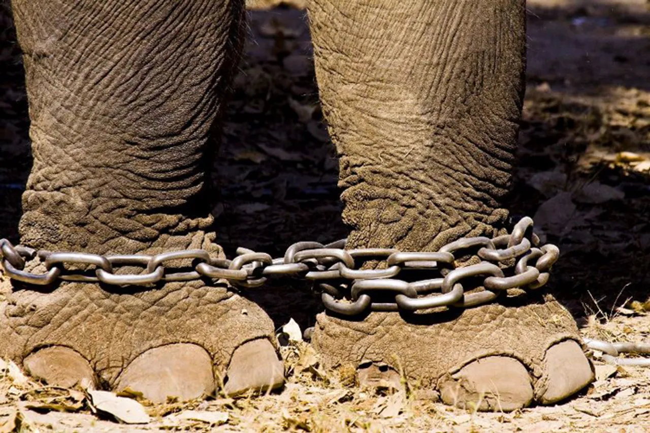 Shashi Tharoor exposes ‘Elephants Smuggling’ from Arunachal Pradesh , Assam to Kerala in Lok Sabha