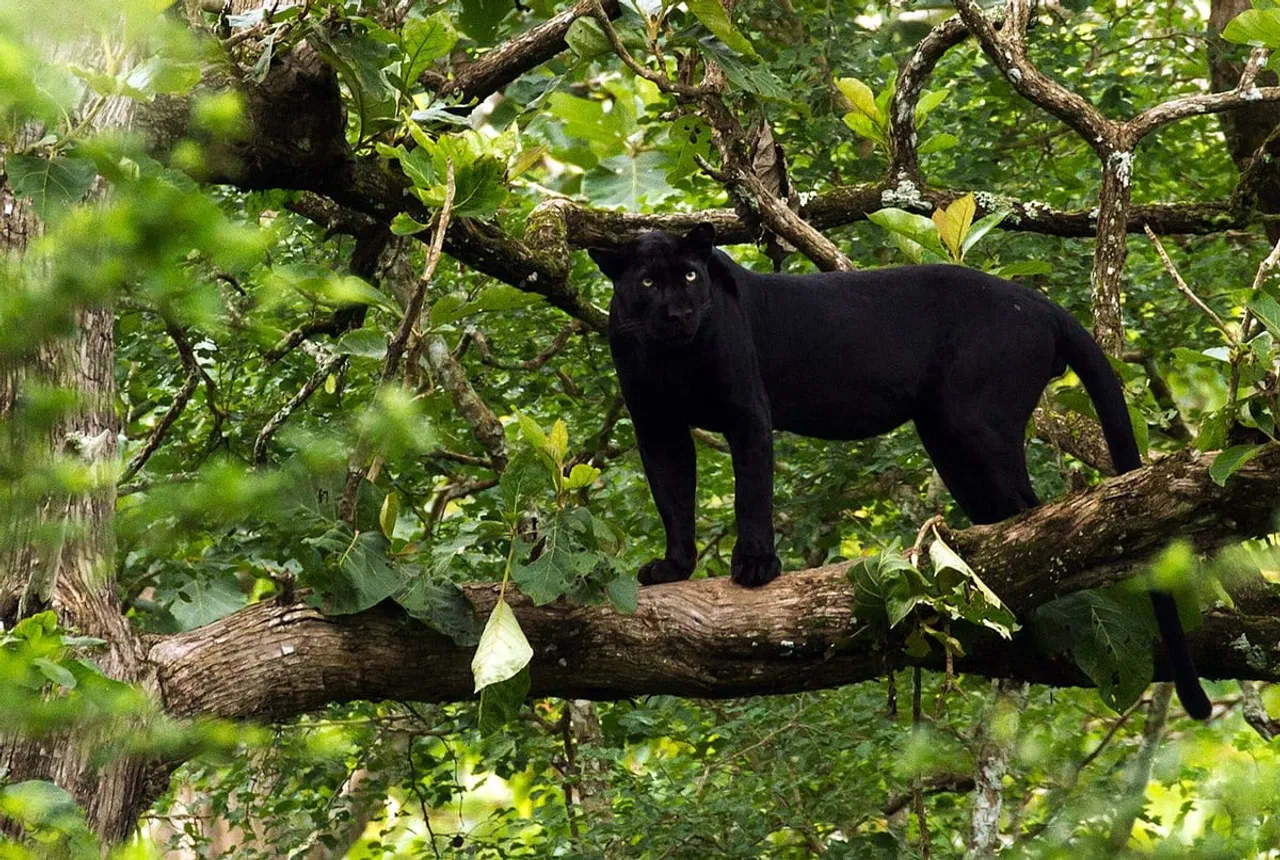 Two black panther cubs die in State Zoo