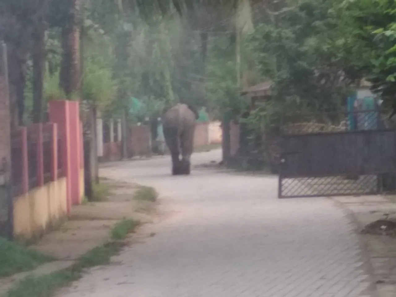 Elephant on the rampage in City