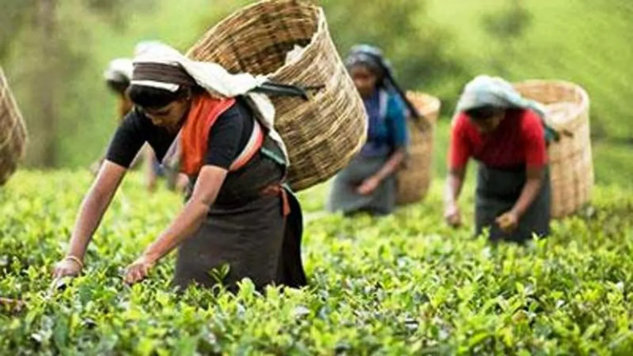 Bonus for tea workers under ATCL